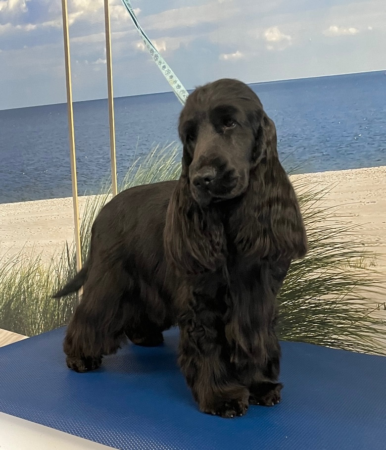 CH. Upscale du Bois d'Achelles