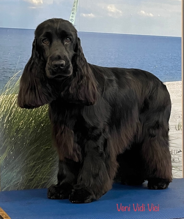 CH. Veni vidi vici canal des marais