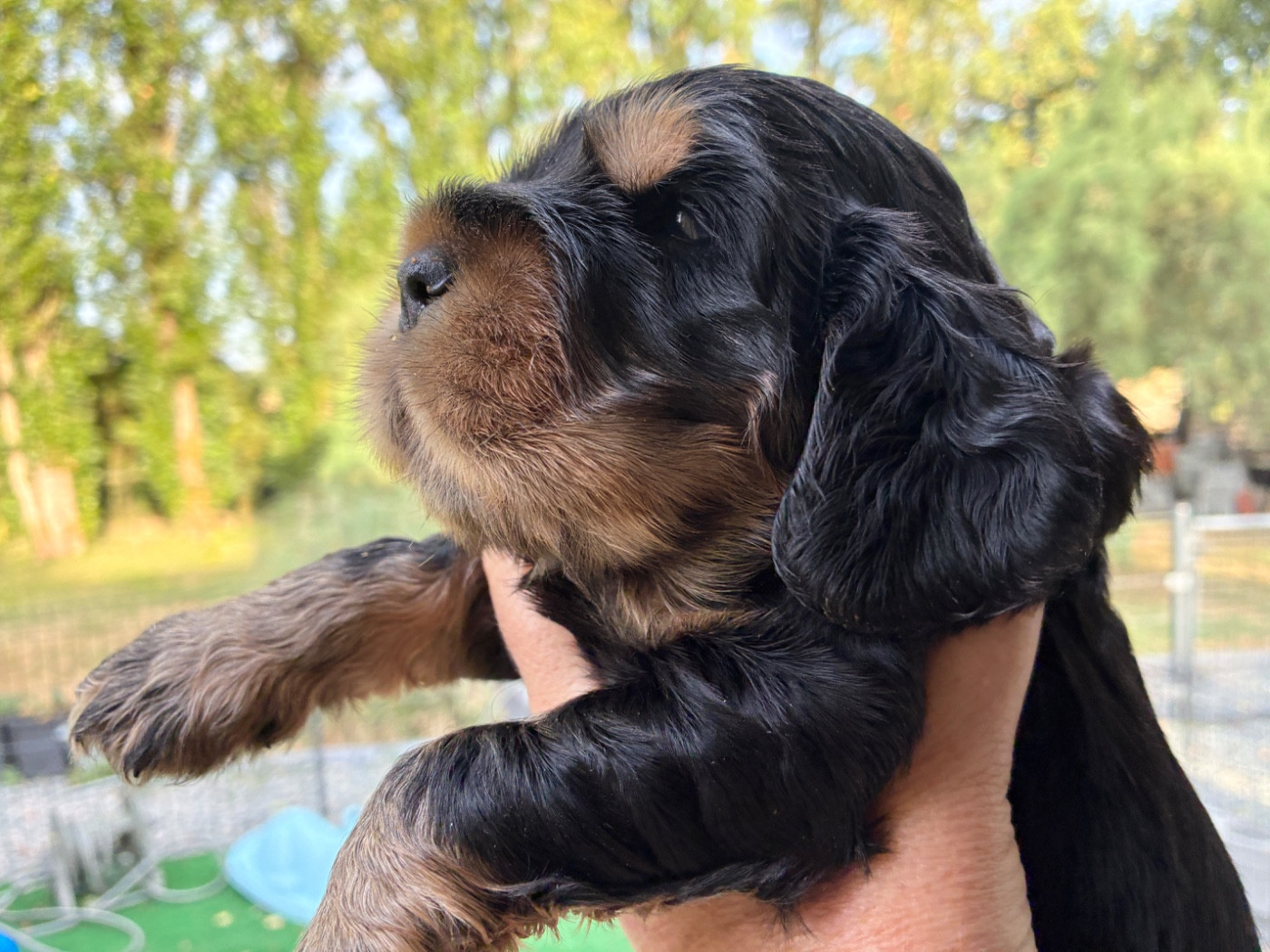 Du Canal Des Filous - Chiots disponibles - Cocker Spaniel Anglais