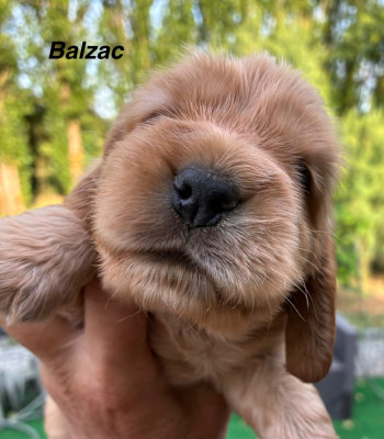 Balzac